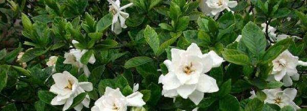 「光照」栀子花秋天怎么养