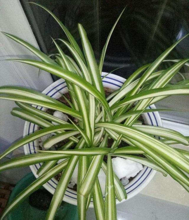 「长得」吊兰放在家中哪个位置?摆放在“3个地方”,一天一个样,长爆盆