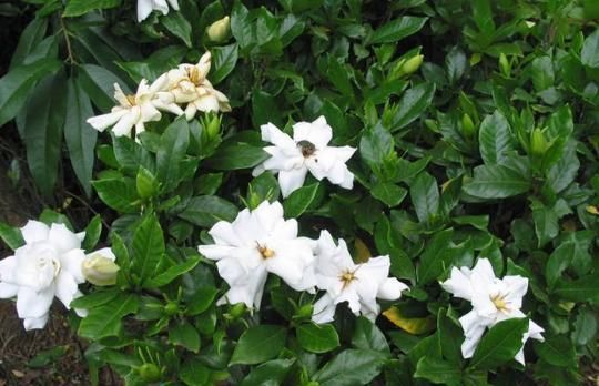  「栀子花」栀子花老养不活？注意这4点，这样栀子花就能开花不断