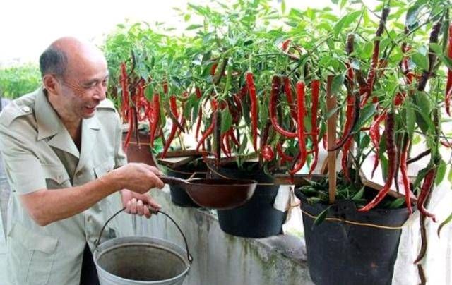  不买：这五种蔬菜容易种植，新手一学就可以学会！你不能把这个季节不买的菜都吃了