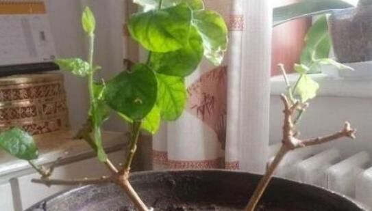  夏季■趁着高温，学会压条繁殖茉莉，可适用于多种植物，1盆变10盆