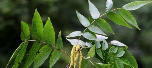  [全身]这植物，人称“化香树”，全身都是宝，却被当柴火烧，遇