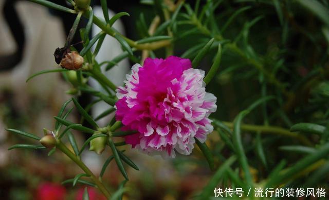  【家里】在家里养花，就选择此3种，颜色丰富花色艳丽，简单养护就爆盆