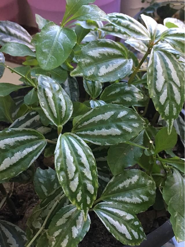 「蕨类植物」聪明人爱养的耐阴花,高贵不俗气,叶子长得跟油画似的