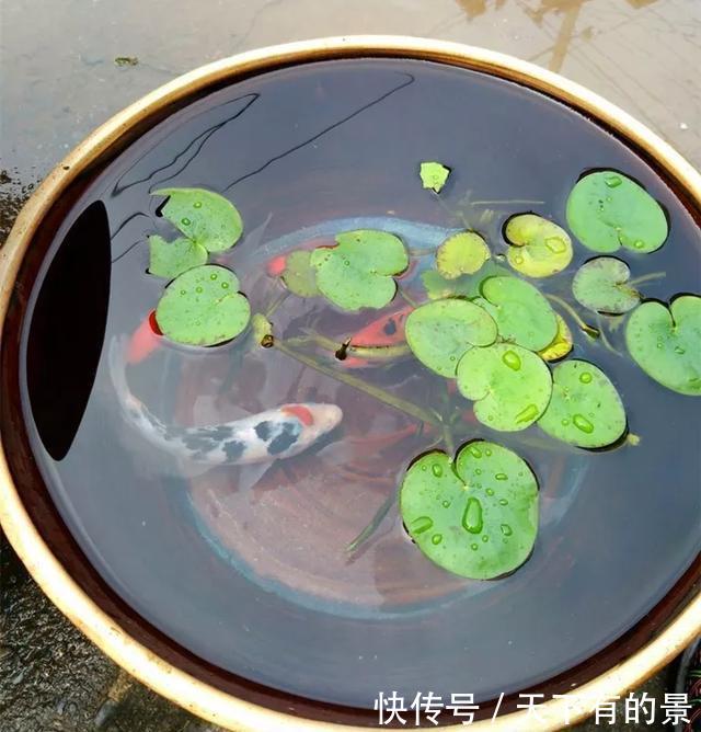 【拿来】30斤的大水缸,拿来养花成宝贝,怪不得都抢着要!