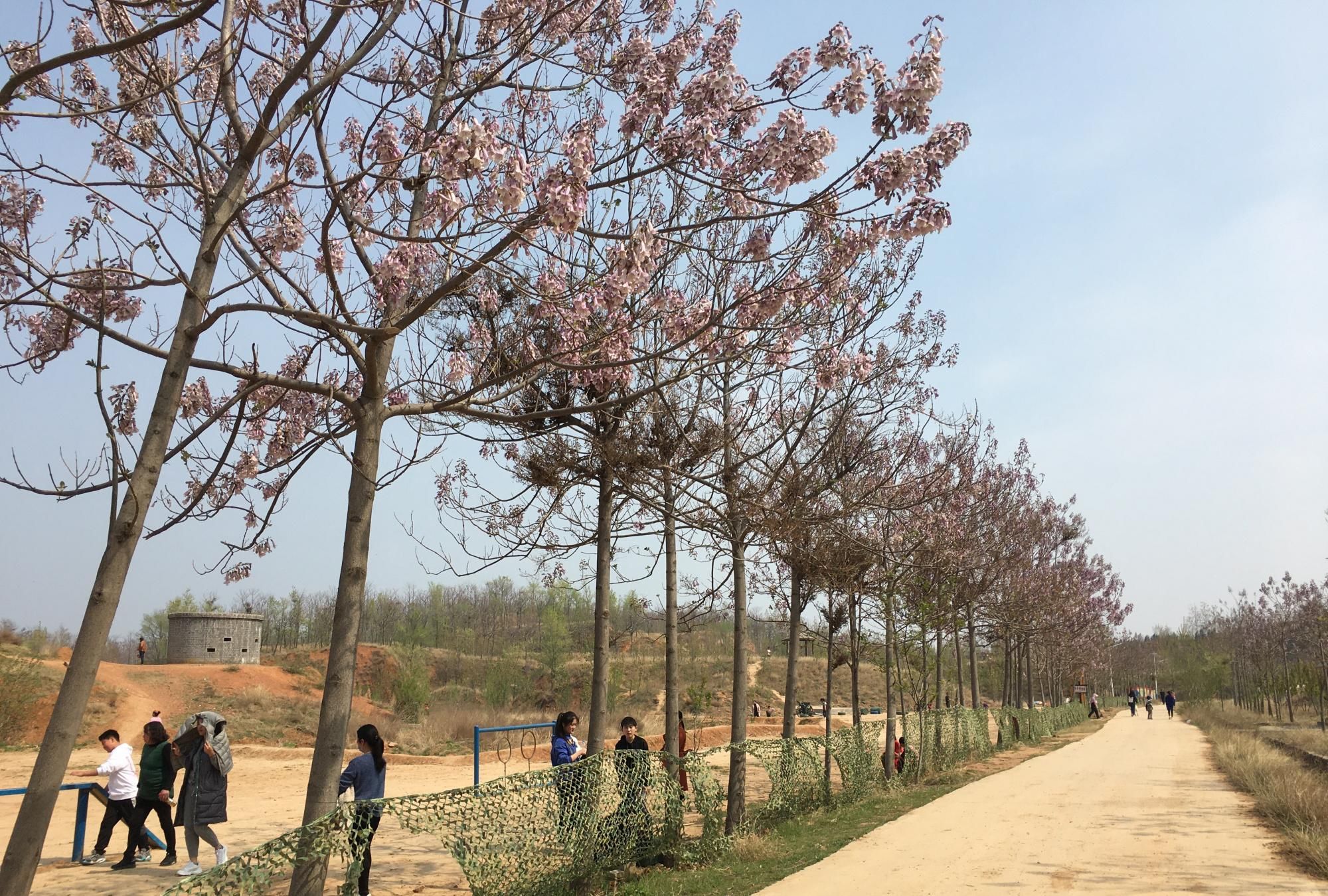  「拍下」临颍：这个清明节小姑娘跑到榆林村，拍下了一组美照