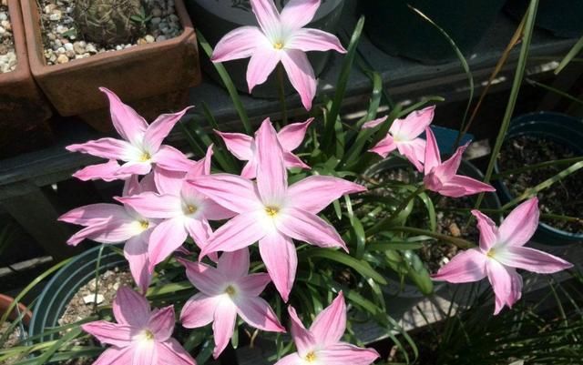 [韵味]养花就养盆能爆盆的,开花量大味道香,花色丰富充满韵味,美极了