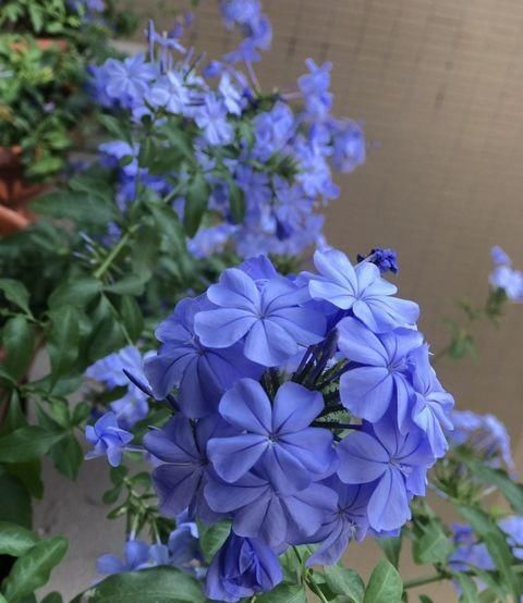  浇水的原则■养花浇水十年功，新手明白“3点”，浇水不发愁，不缺水，不烂根