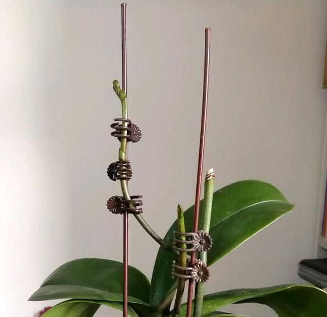  「学到」蝴蝶兰花箭长大需要造型，蝴蝶兰花箭塑形防倒伏技巧，学到了