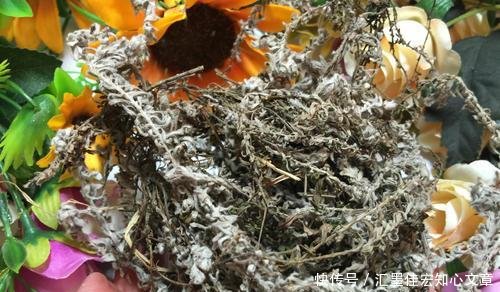  #鹿茸草价值#沙地里不起眼的野草，曾被拿去当柴火，殊不知名字霸气，价值珍贵