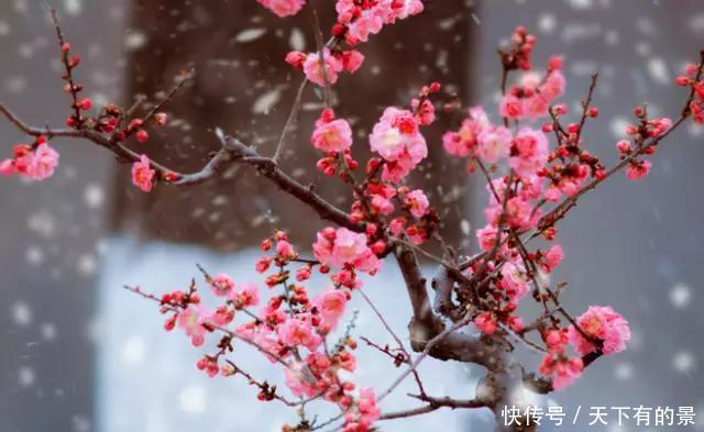  「冬天」5种花“冬天”能扦插，不黑腐成活率高，生根快一倍