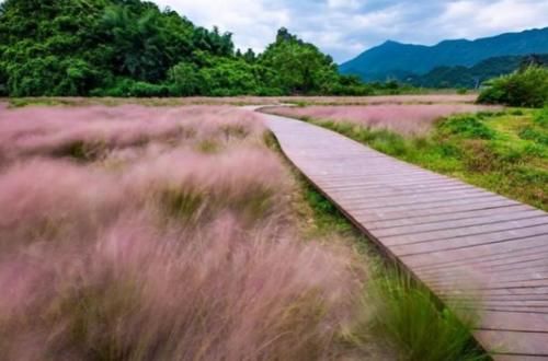 2019年最受欢迎的外来网红植物：各植物园疯狂引进，受众游客追捧