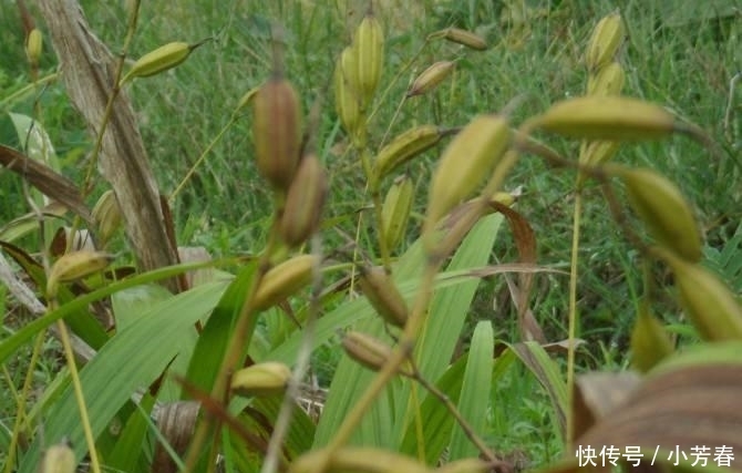  白芨■农村这种霸气农作物, 因价格太高, 农民不敢种植, 这是为