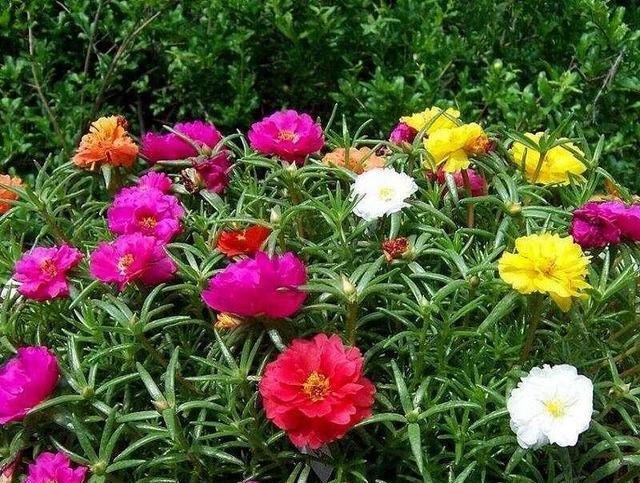  种花草：很好养的6种花草，扦插生根快，花儿开成团，漂亮易养活