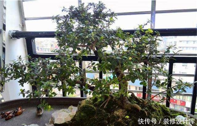 『就可以』周末上山挖根“野生枣”,枝干古雅、气质悠然,枣花簌簌太美了!