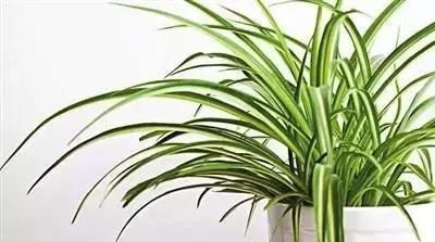  『窗台养护』不同的植物放不同窗台养殖，“分分钟”爆盆，看看你家植物适合放哪里？