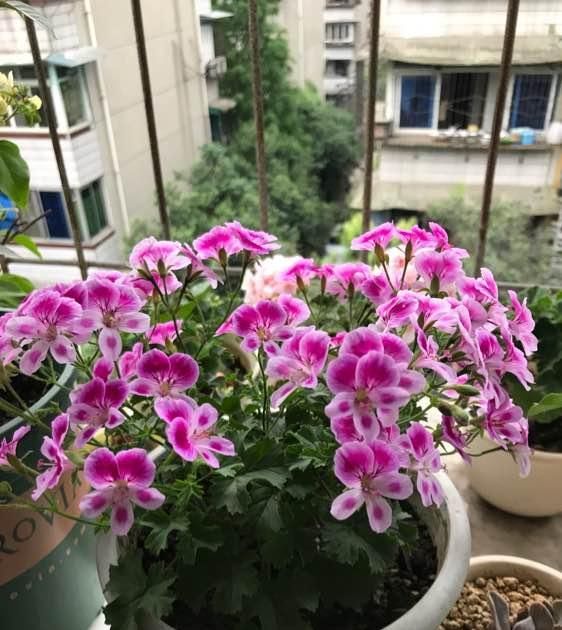  [种植]此花是世界名花，花期几乎全年，灿烂绚丽，种植容易，是盆栽佳品