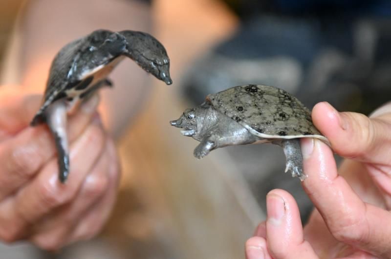  「养殖户」官宣可食用，近万只甲鱼卖不出愁坏了老养殖户