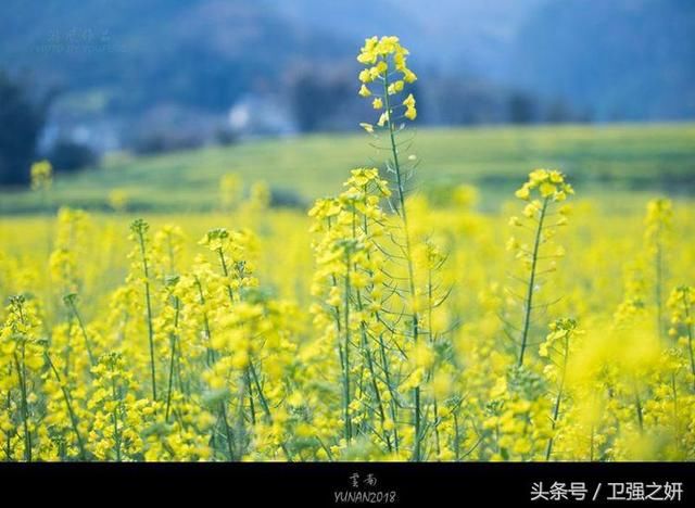 【空谷幽兰】烟雨花香又一春