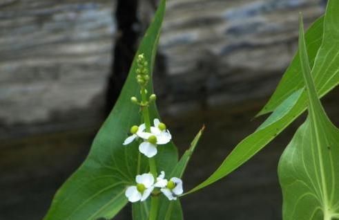 『俊俏』一种花期长的草,叶片似剪刀长在河边,开花俊俏颜值高