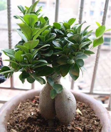  小巧■这5款花最耐旱，花叶俱美，粉嫩小花挂枝头，小巧烂漫又惹人爱