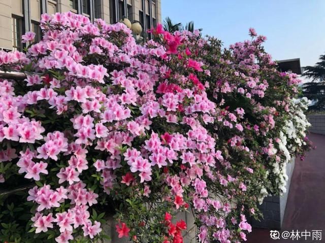  「溶液里浸泡」1粒小药片，碾碎丢水里，花像吃了兴奋剂疯长！