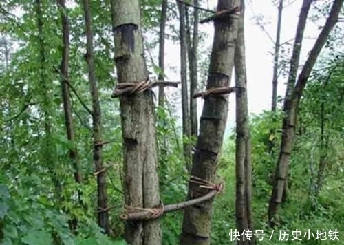  「对漆树」碰不得摸不得，过去农民遇到就砍掉，如今树汁一斤300