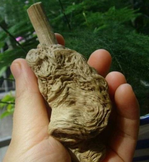  「树木」这棵树地球只剩一棵，就在中国，其珍贵程度高于国宝！