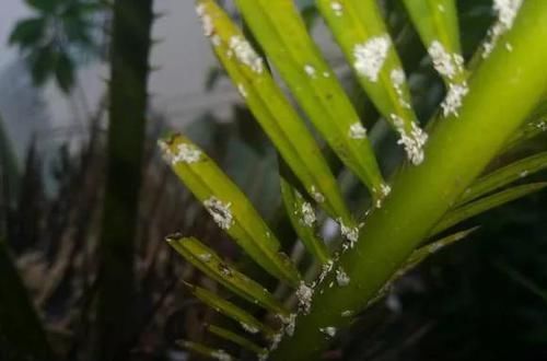  #很快#花儿生了虫，不管不顾，很快就剩盆！