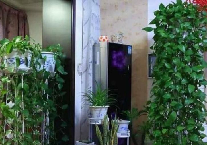  家里：“3种花”超好养，枝叶漂亮、净化空气，家里变得天然氧吧