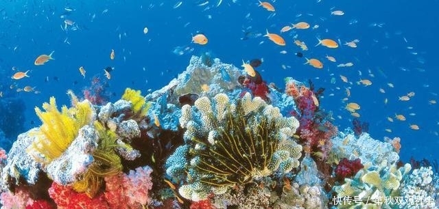 几毫米的小动物,造出长达2011公里的自然奇迹,目前面临消失命运