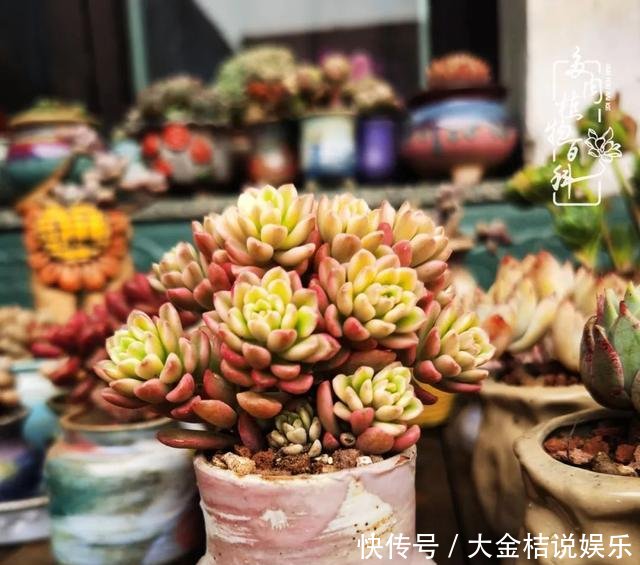  [黄皮乌木]养肉养花要用心，用心呵护，还你精彩每一天！