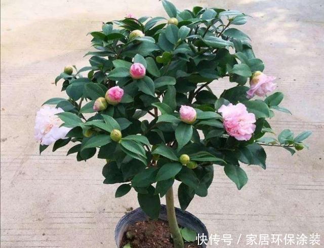 品种|家中养好茶花,先从这几个细节做起,长势旺盛,开花美艳
