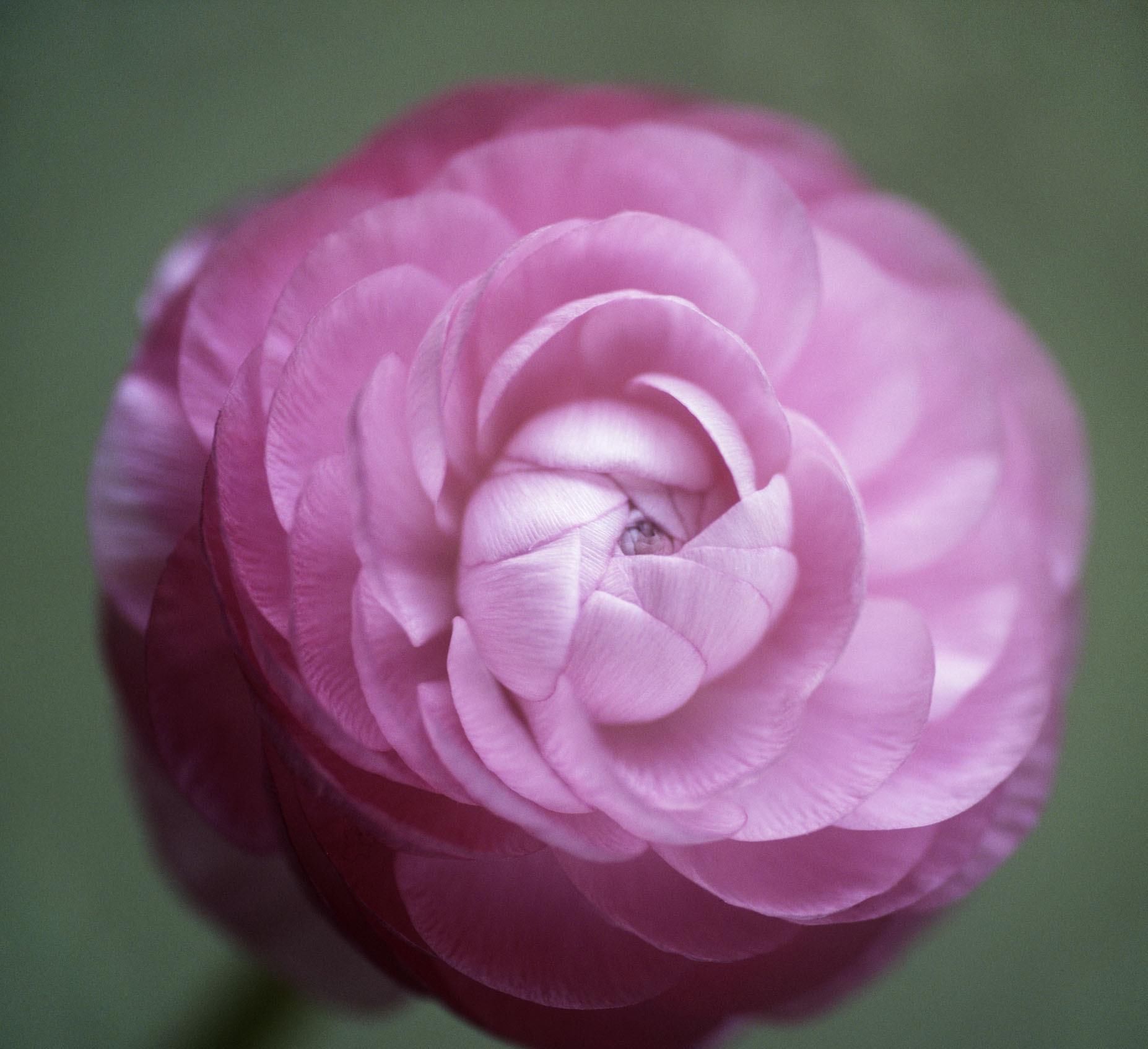 『牡丹』除了芍药花,还有一种花和牡丹一样美