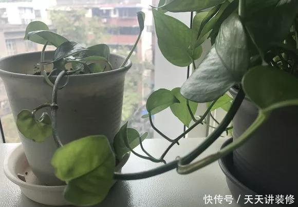  『绿萝』养花技巧：春天赶紧扦插绿萝，扯根枝插3盆，5种方法个个好活！