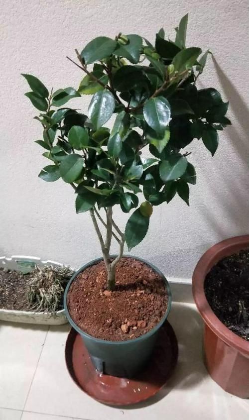  #长寿花#养花记住3个小技巧，茶花再难也能养好，开花多得不见叶！