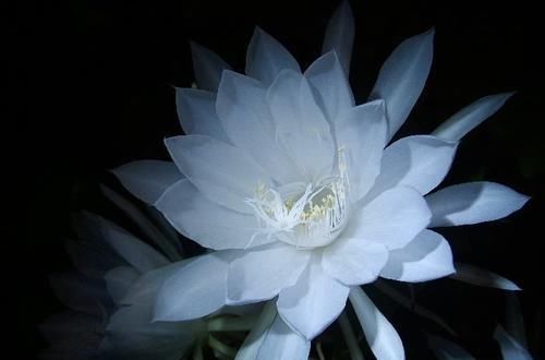  原产地@此花名曰月下美人，花开花败一小时，花型硕大花色美，谁见谁走运