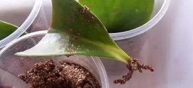  豆瓣■【豆瓣绿】豆瓣绿的扦插和分株