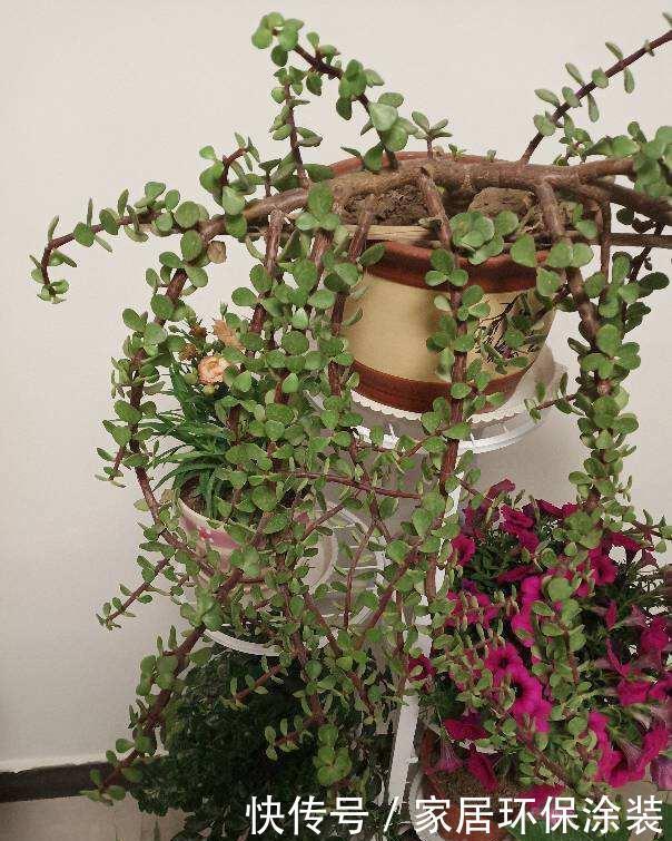 「种花」9种花,不能多浇水,水一多就烂根