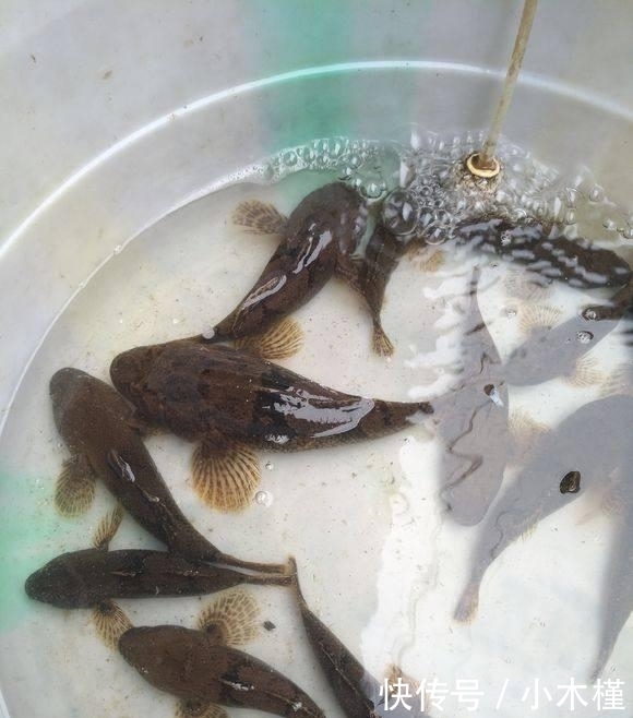  「人工湖」消失的西湖名鱼, 再现公园人工湖, 被当成清道夫捞起