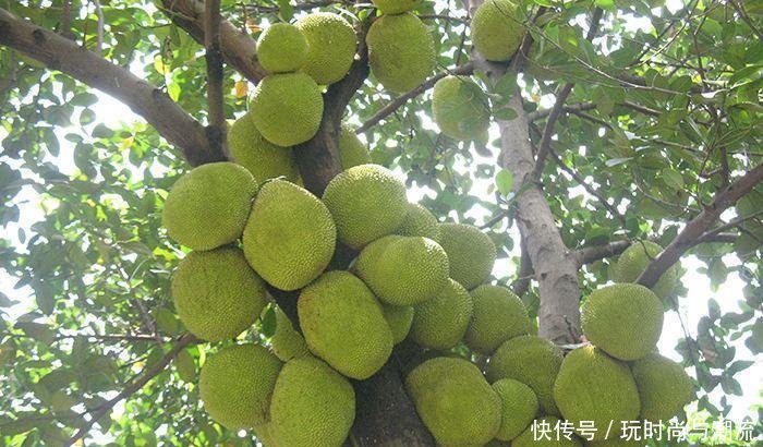 广西有种最欠打的果树，结的果一个上百斤，不砍几刀都不会结果