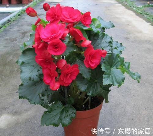 『烂叶烂心』养花不能乱喷水,这几种花乱喷水就死翘翘,切记不能烂叶烂心
