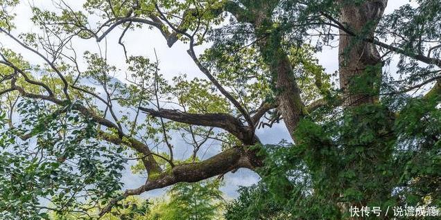  [银杏树]农村四大镇宅之树是什么种在哪个位置可以旺宅！