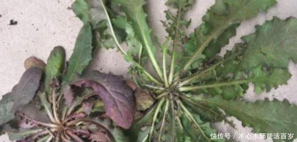  成了|在农村是野草，现如今成了“香饽饽”，城里能卖到10元一斤