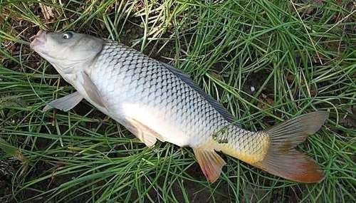 手竿钓鲤鱼，注意有4钓4不钓