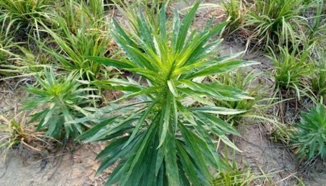 “它”真的是良药，您若遇见，请别摘去喂兔子，人称“跌打通”