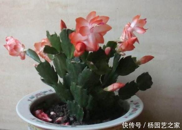 『够开』老花匠养“蟹爪兰”,用上这3个“小套路”,一年能开“2次花”!