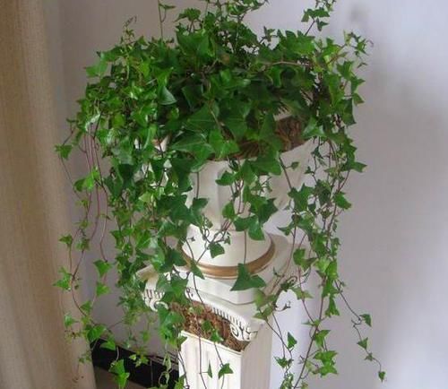 『卫生』有“3种”植物吸油烟,厨房养1盆,不仅长得旺盛,环境还更卫生!
