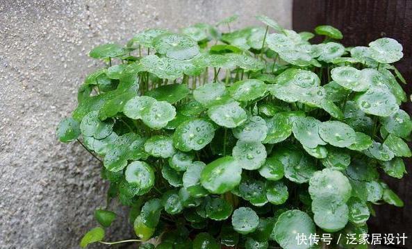 寓意@养花若为了''招财'',就居家盆栽3款植物,颜值高、寓意好