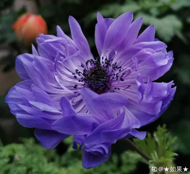 「适合」花朵娇艳的银莲花,开花比虞美人好看,适合新手养